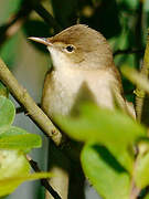 Common Reed Warbler