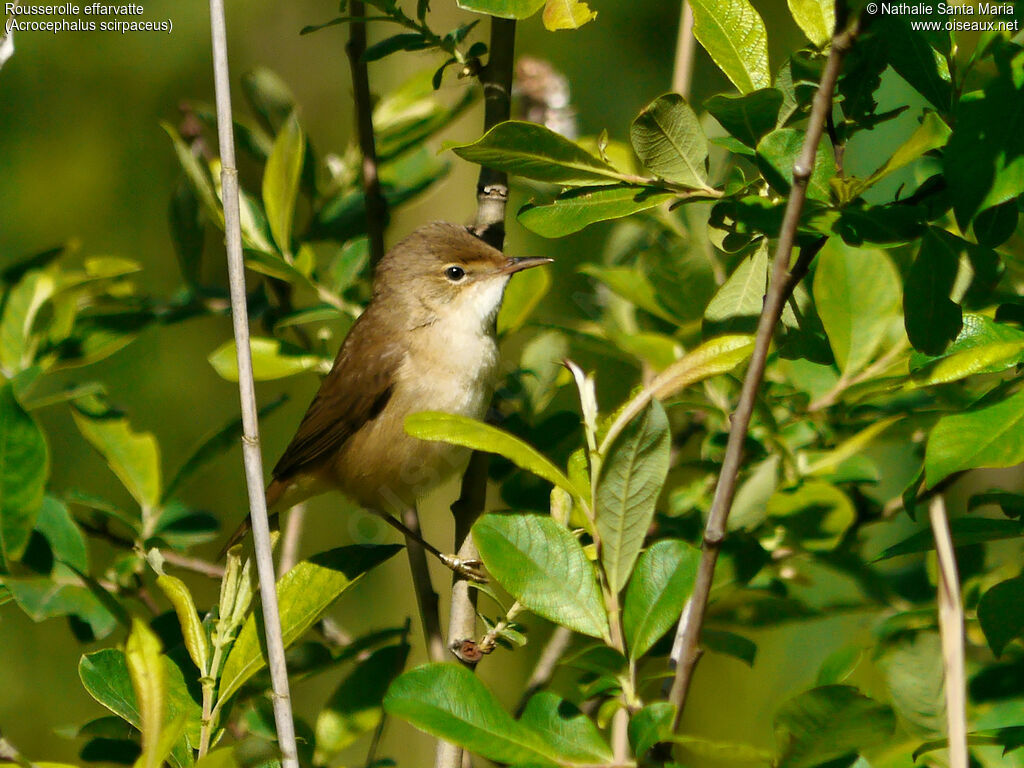 Eurasian Reed Warbleradult, identification, habitat, Behaviour