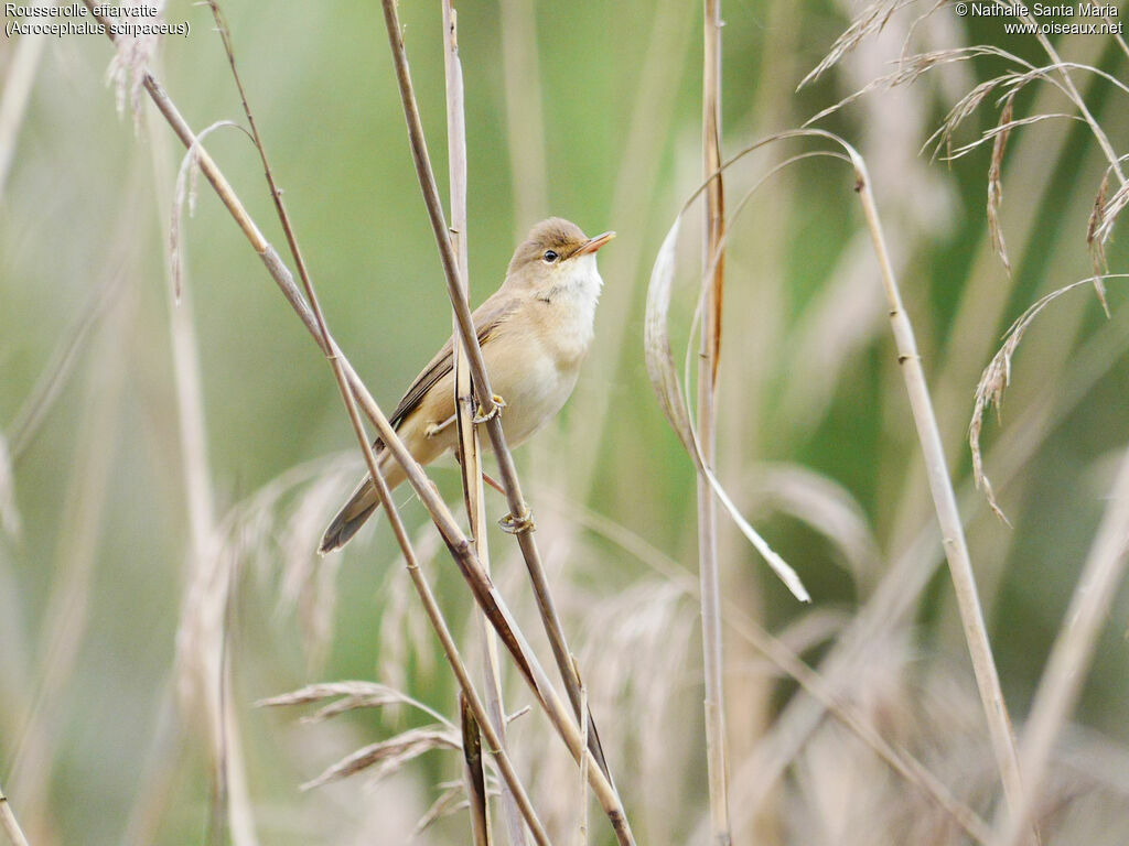 Rousserolle effarvatte mâle adulte, identification, chant