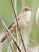 Common Reed Warbler