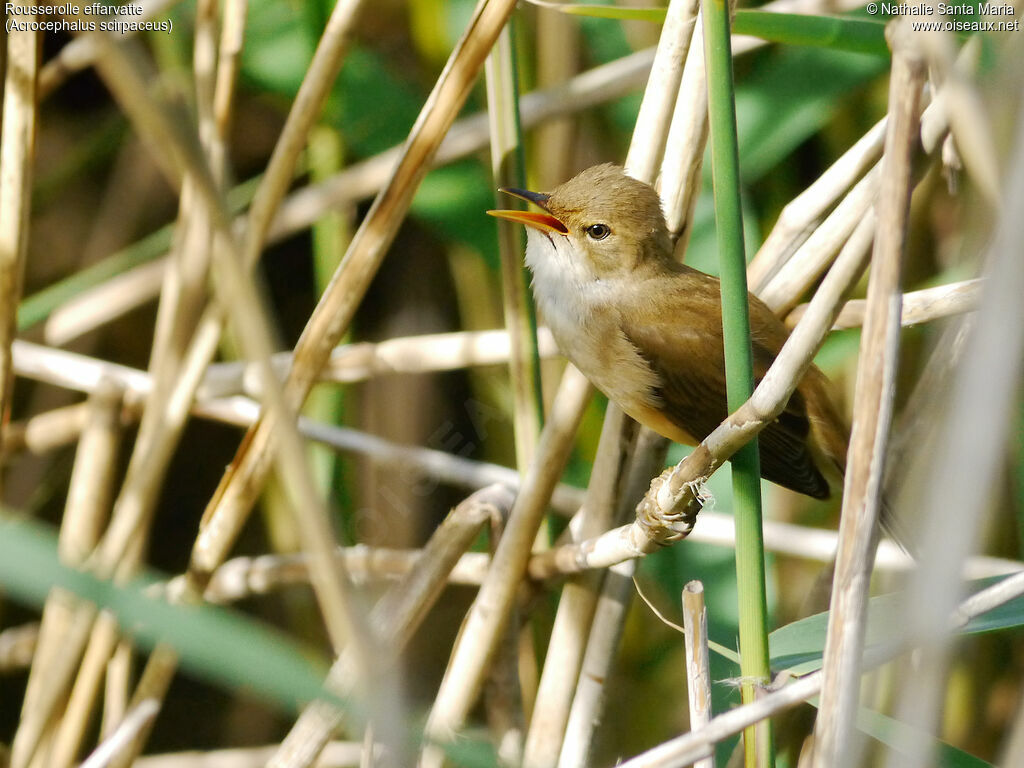 Eurasian Reed Warbler male adult, song