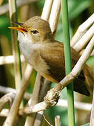 Common Reed Warbler