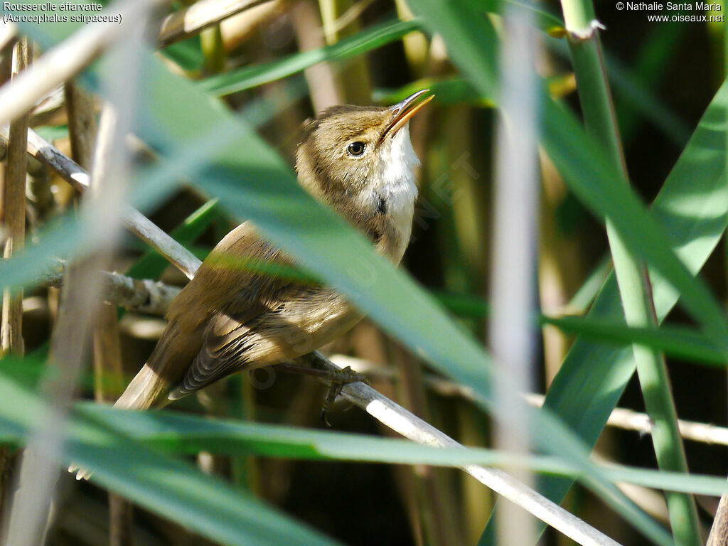 Rousserolle effarvatte mâle adulte, identification, habitat, Vol, chant