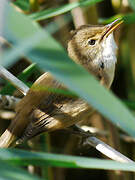 Common Reed Warbler