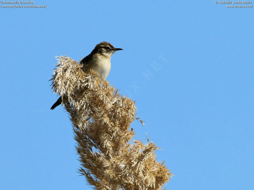 Rousserolle turdoïdeadulte, identification, habitat, Comportement