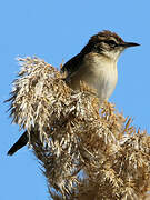 Great Reed Warbler