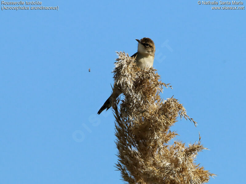 Great Reed Warbleradult, identification, habitat, Behaviour