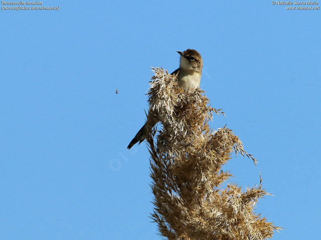 Rousserolle turdoïdeadulte, identification, habitat, Comportement