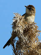 Great Reed Warbler