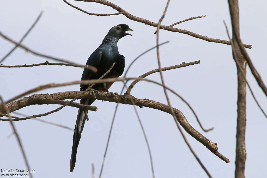 Bristle-crowned Starlingadult, song