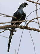 Bristle-crowned Starling