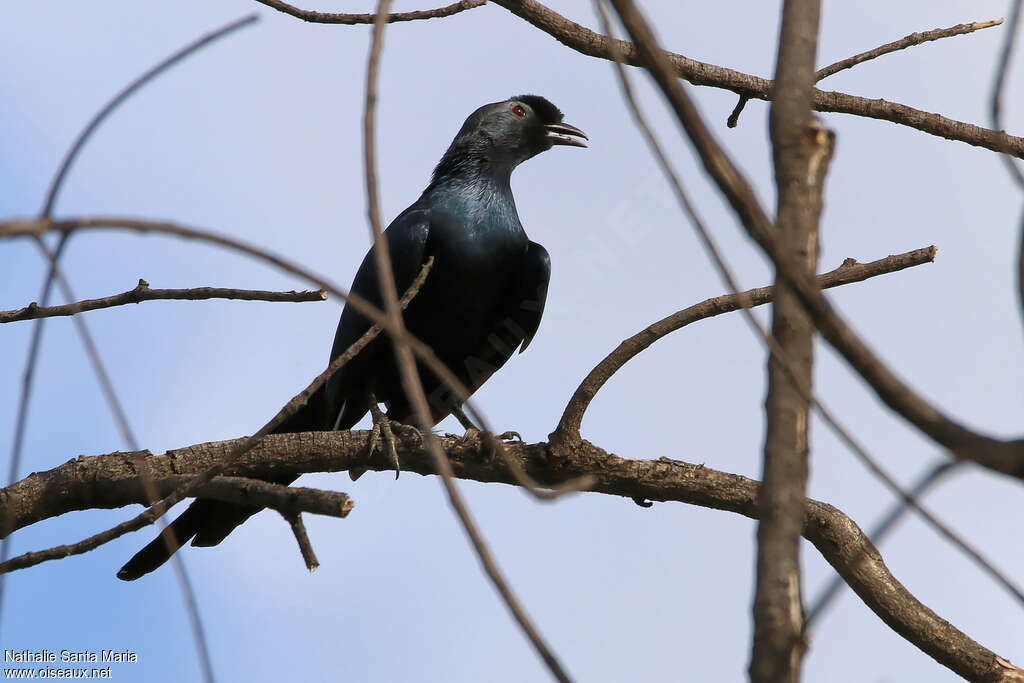 Bristle-crowned Starlingadult, Behaviour