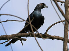 Bristle-crowned Starling