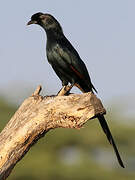 Bristle-crowned Starling