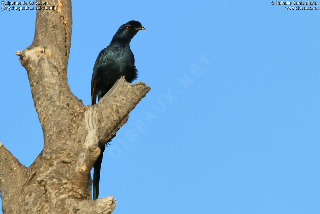 Rufipenne de Salvadoriadulte, identification, habitat