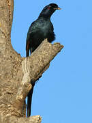 Bristle-crowned Starling