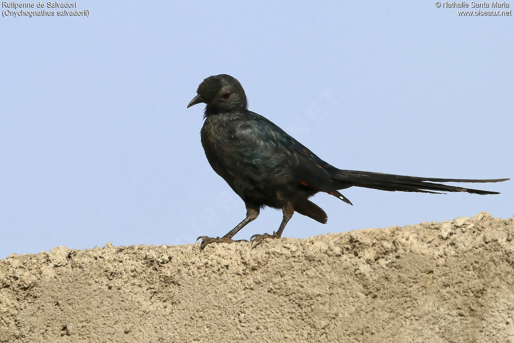 Bristle-crowned Starling, identification