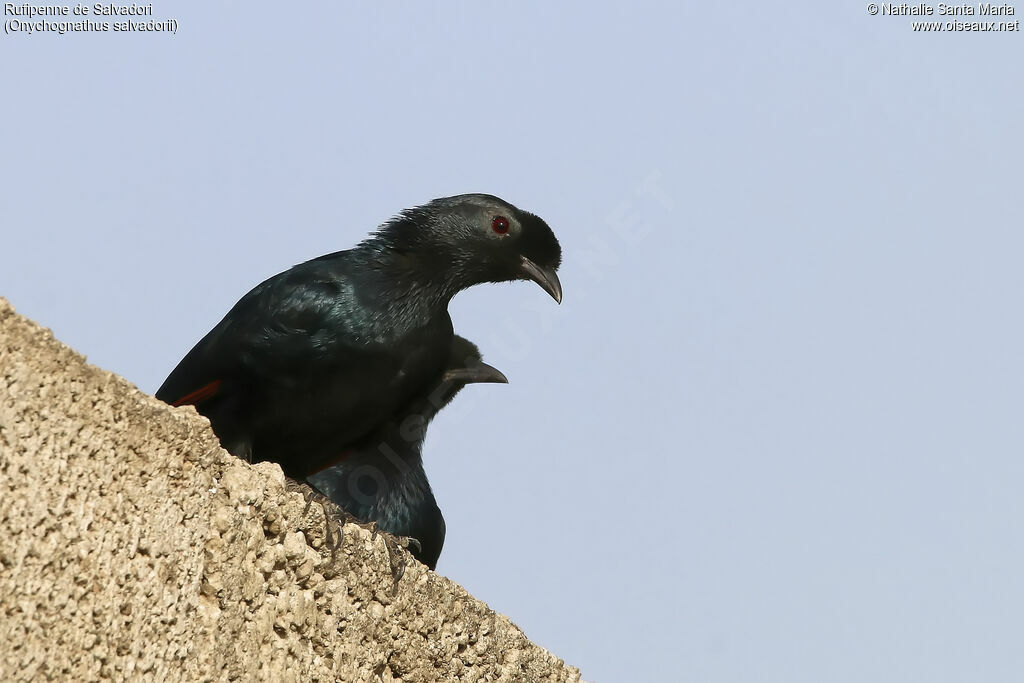 Bristle-crowned Starlingadult, identification