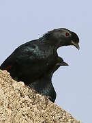 Bristle-crowned Starling