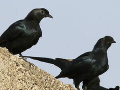 Bristle-crowned Starling