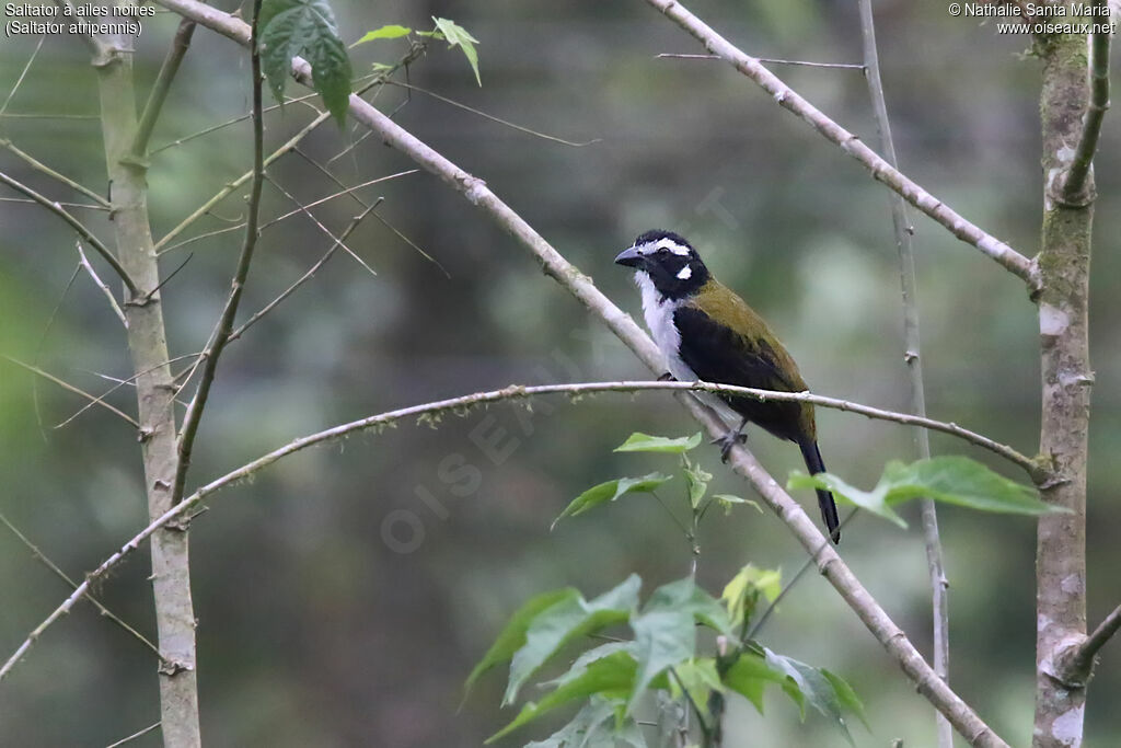 Saltator à ailes noiresadulte, identification