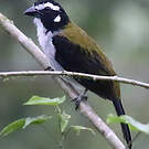 Saltator à ailes noires