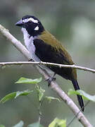 Black-winged Saltator