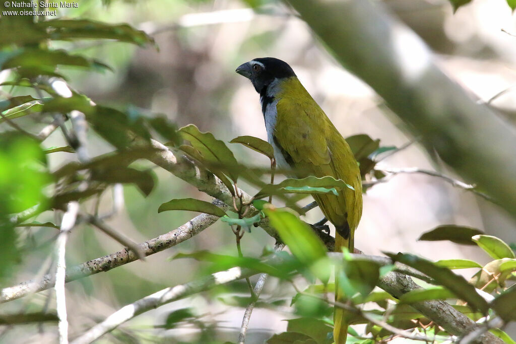 Saltator à tête noireadulte, identification