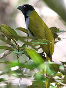 Black-headed Saltator