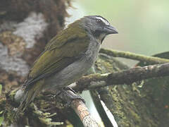 Buff-throated Saltator