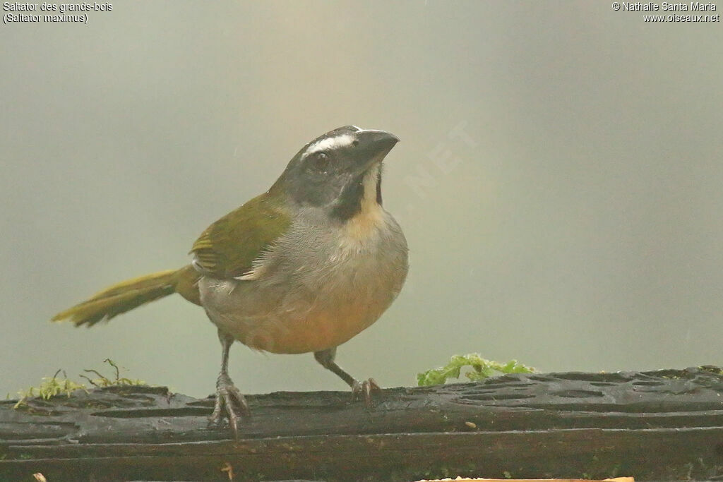 Saltator des grands-boisadulte, identification