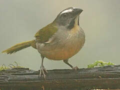 Buff-throated Saltator