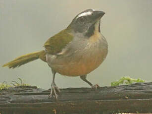 Saltator des grands-bois