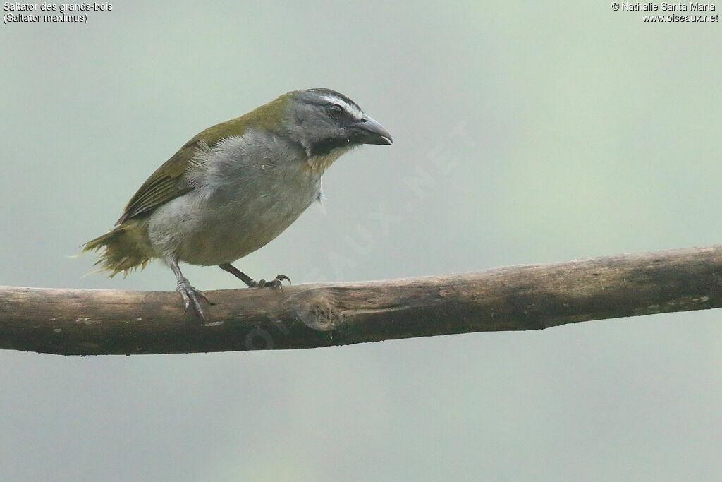 Buff-throated Saltatoradult, identification