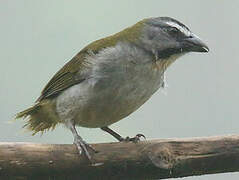 Buff-throated Saltator