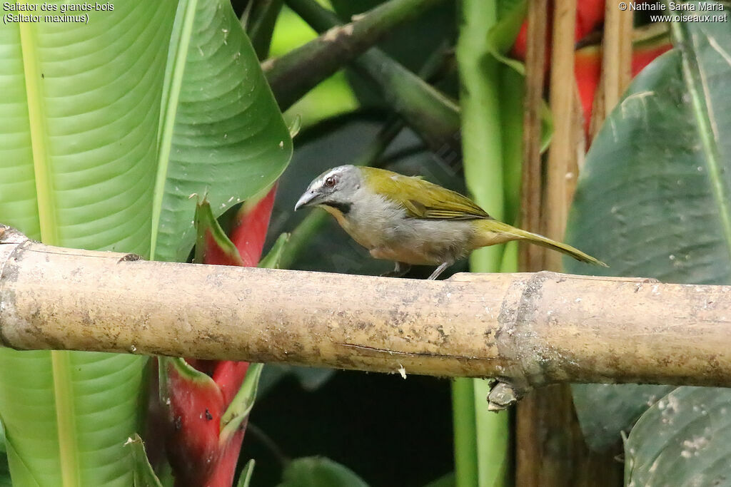 Saltator des grands-boisadulte, identification