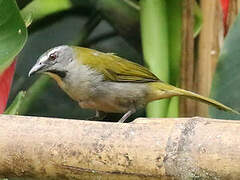 Buff-throated Saltator