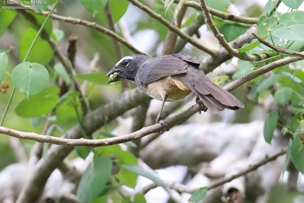 Saltator du Mexiqueadulte, identification