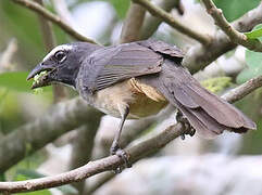 Cinnamon-bellied Saltator