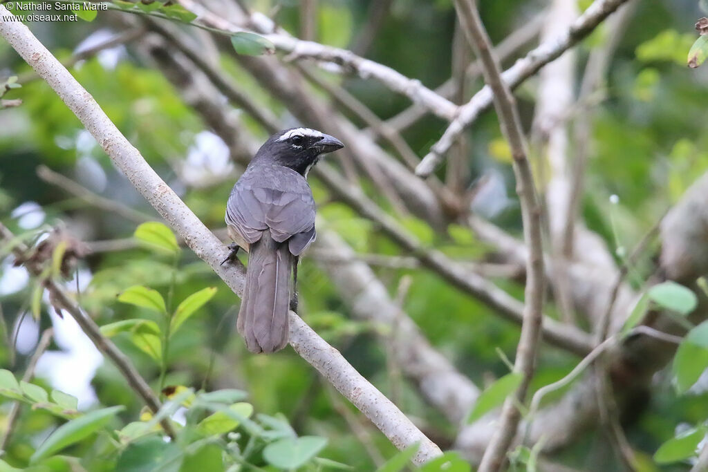 Saltator du Mexique, identification