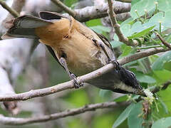 Cinnamon-bellied Saltator