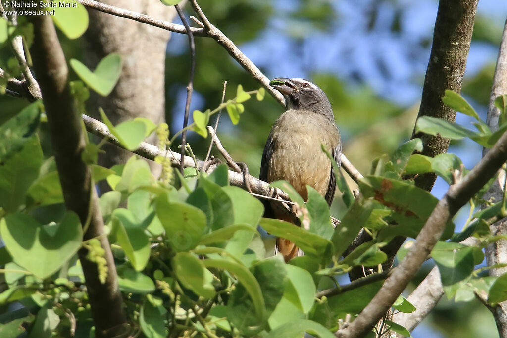 Saltator du Mexiqueadulte, identification, régime, mange