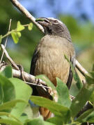 Cinnamon-bellied Saltator