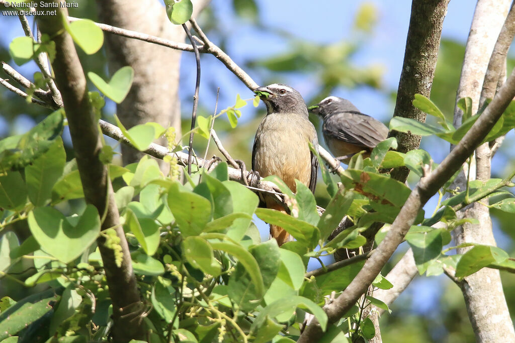 Saltator du Mexique, identification, régime