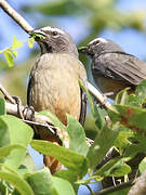 Cinnamon-bellied Saltator