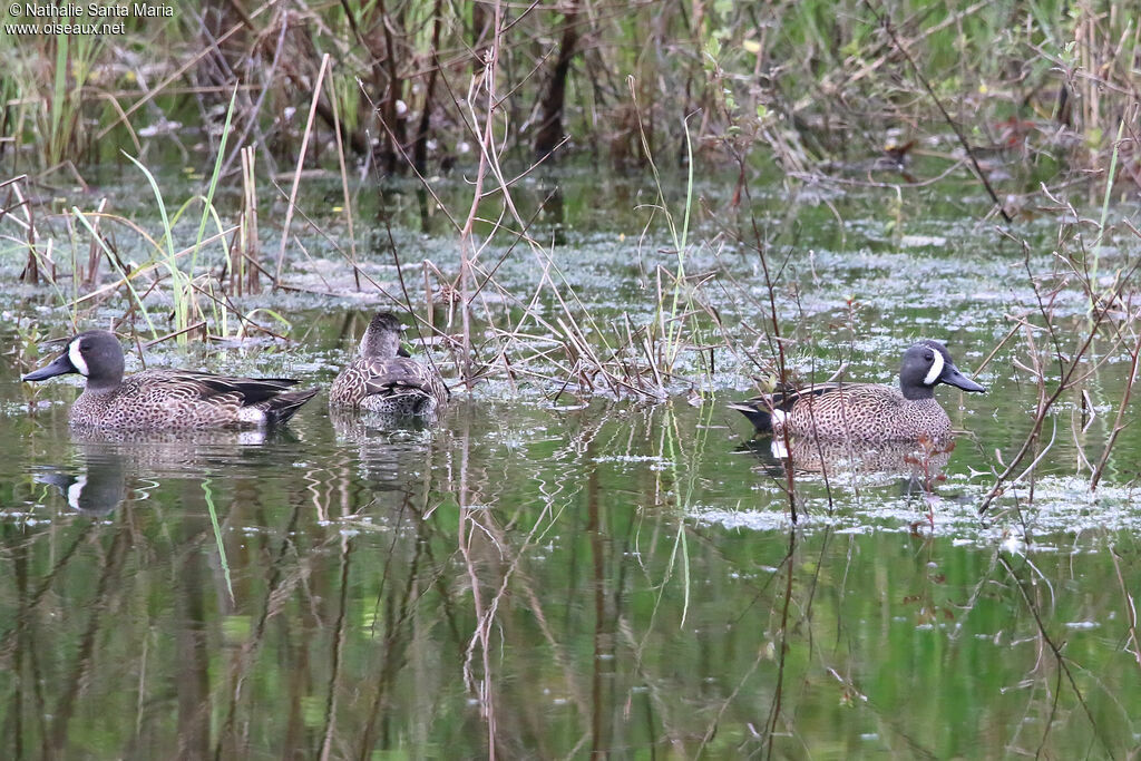 Sarcelle à ailes bleuesadulte, identification, nage