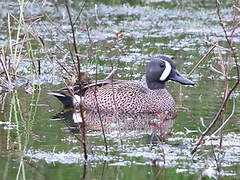 Blue-winged Teal