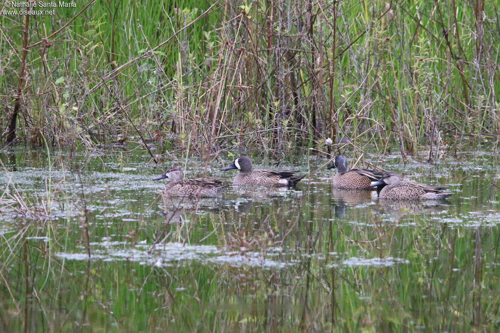 Sarcelle à ailes bleues, habitat, nage