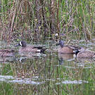 Sarcelle à ailes bleues