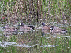 Blue-winged Teal